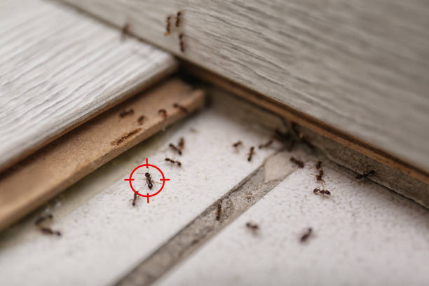 Best Mosquito Control Services  in Madera Acres, CA